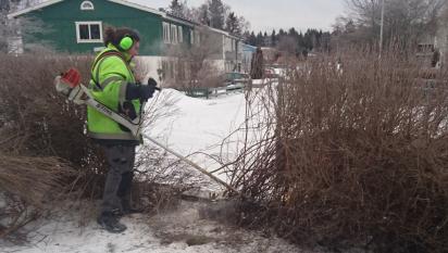 Antje föryngringsbeskär en måbärshäck