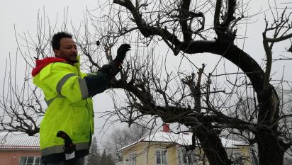 Yacob beskär äppelträden