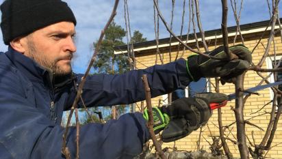 Jakob beskär äppelträdet och använder handsåg för att ta hand om de lite grövre grenarna.