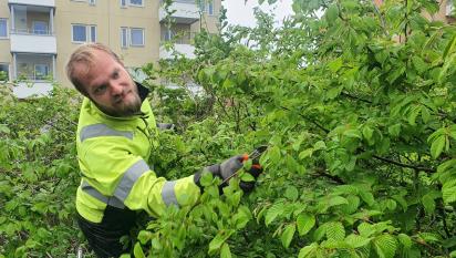 Joel tar ner höjden på Avenbokshäcken