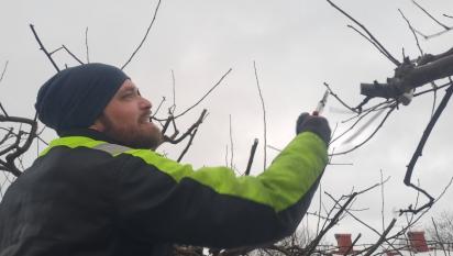 Joel putsar vattenskott från trädet.