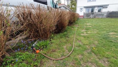 Det har varit torrt i många trädgårdar, så häckar och perenner har haft svårt att komma igång. Här vattnar vi.