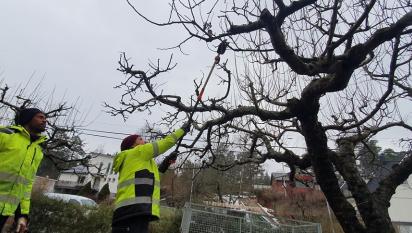 Biemnet överser arbetet när Johan beskär äppelträdet