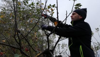 Jakob tar sig an ett av äppelträden. Trädet hade vissa skador på en av huvudgrenarna, men vi beslöt låta grenen vara kvar