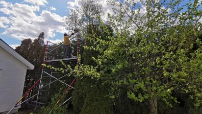 Häckklippning av 7 meter hög thujahäck i Saltsjöbaden