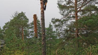 Miron uppklättrad för att kapa de sista bitarna av stammen