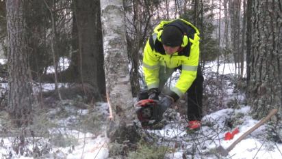 Våra trädfällare har motorsågskörkort utfärdat av Skogsstyrelsen och fäller träd enligt konstens alla regler.