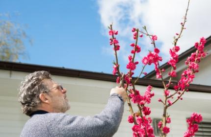 Beskära träd och buskar. ReGardens duktiga trädgårdsarbetare hjälper dig med all beskärning.