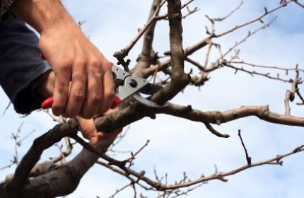 Beskärning av äppelträd, arboristen från ReGarden gör jobbet bäst