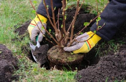 Plantering, Plantera. Vi hjälper dig med all plantering, allt från mindre växter till buskar och träd