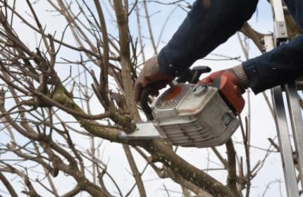 Beskära träd, trädbeskärning. ReGardens duktiga trädgårdsarbetare hjälper dig med alla beskärningsarbeten